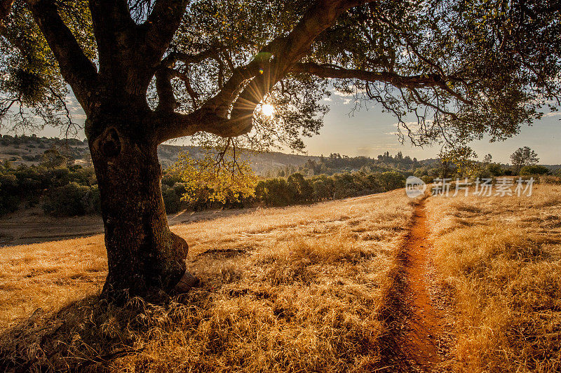 Live Oak and trail, Hidden Oaks区域公园，Auburn, CA